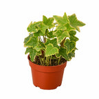 English Ivy Gold Child → Engelsk Murgröna Gold Child