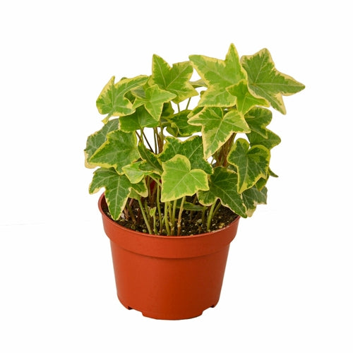 English Ivy Gold Child → Engelsk Murgröna Gold Child