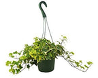 English Ivy Gold Child → Engelsk Murgröna Gold Child