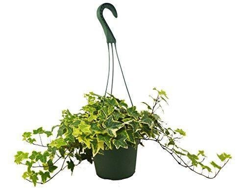 English Ivy Gold Child → Engelsk Murgröna Gold Child