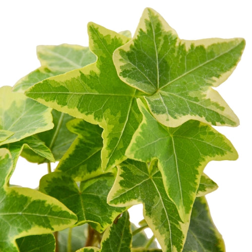 English Ivy Gold Child → Engelsk Murgröna Gold Child